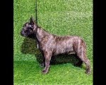 FRANCUSKI BULDOG - žensko štene